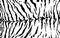 Stripe animals jungle tiger zebra fur texture pattern seamless repeating white black