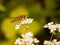 A stripe bug seen from the side close up eyes body and wings eat