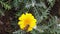 Stripe-Eyed Flower Fly on a Golden Shrub Daisy 01 Slow Motion