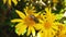 Stripe-Eyed Flower Fly on a Golden Shrub Daisy 45 Slow Motion
