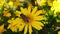 Stripe-Eyed Flower Fly on a Golden Shrub Daisy 47 Slow Motion