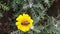 Stripe-eyed flower fly on a golden shrub daisy slow motion