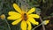 Stripe-eyed flower fly on a golden shrub daisy slow motion