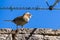 Stripe headed sparrow -Peucaea ruficauda