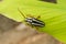 Stripe Long-horned Beetle