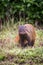 Stripe necked Mongoose portrait