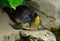 Stripe necked Terrapin (Cyclemys tcheponensis)