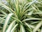 Stripe Pandan\'s Leaves