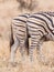 Stripe pattern on the rump of two adult Burchell`s Zebras in Kruger park South Africa