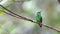 A Stripe-tailed Hummingbird, Eupherusa eximia, in the highlands of Costa Rica