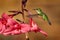 Stripe-tailed Hummingbird, Eupherusa eximia, Savegre, Talamanca in Costa Rica. Bird in the nature tropic habitat with flowers.