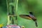 Stripe-tailed hummingbird with wings extended approaching a glass feeder