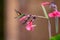 Stripe tailed Hummingbirdflying at a flower
