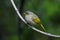 Stripe-throated Bulbul Pycnonotus finlaysoni