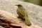 Stripe-throated bulbul (Pycnonotus finlaysoni)