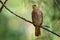 Stripe-throated Bulbul - Pycnonotus finlaysoni or streak-throated bulbul, songbird in the bulbul family, found in south-eastern