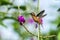 Stripe-throated Hermit - Phaethornis striigularis, hovering next to violet flower in garden, bird from mountain tropical forest