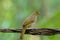 Stripe throated, Streak throated bulbul bird in yellow perching