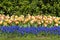 Stripe of tulips and bellevalia