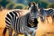 Striped African Horse in the Wild Plains of the Serengeti National Park, Africa