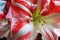 Striped Amaryllis in Bloom