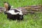 Striped American skunk in grass