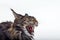 Striped, angry cat Maine Coon hisses and shows teeth