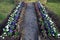 Striped annual flower bed made of white red and blue low violet. In the park by the monument, a touching representative grave rese