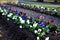 Striped annual flower bed made of white red and blue low violet. In the park by the monument, a touching representative grave rese