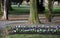 Striped annual flower bed made of white red and blue low violet. In the park by the monument, a touching representative grave rese