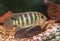 Striped aquarium fish Cichlid Group