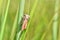 A striped armyworm sits on the grass.