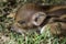 Striped baby boar is sleeping in the grass.