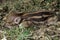 Striped baby boar is sleeping in the grass.