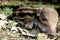 Striped baby boar is sleeping in the grass.