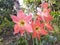 Striped Barbados lily