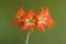 Striped Barbados Lily Hippeastrum striatum blooming, big orange flower