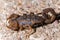 Striped Bark Scorpion