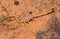 Striped Bark Scorpion, Centruroides vittatus, camouflaged on red sand