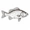 Striped Bass Drawing: Fauna And Flora Accuracy In Graphic Illustrations
