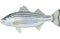 Striped Bass Illustration