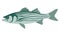 Striped bass, vector illustration ,flat style