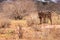 Striped Beauty: Zebra Standing Proud on the Kenyan Tsavo East Savannah