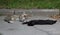 Striped and black cats sleep on the asphalt at the curb
