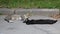 Striped and black cats sleep on the asphalt at the curb