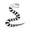 Striped black and white snake, isolated object.