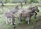 Striped black and white zebras on a blury green background