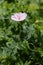 Striped bloody cranesbill