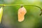 Striped Blue Crow Euploea mulciber pupa