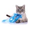 Striped blue-eyed cat with a blue bow.